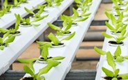 From Seed to Harvest