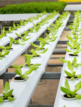 از بذر تا برداشت نقش مواد شیمیایی در هر مرحله از رشد گیاهان