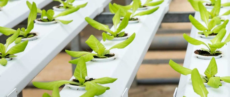 از بذر تا برداشت نقش مواد شیمیایی در هر مرحله از رشد گیاهان